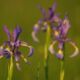 korcs, vagy fátyolos nőszirom (Iris spuria) (4)