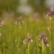 korcs, vagy fátyolos nőszirom (Iris spuria) (6)
