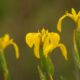 sárga nőszirom vagy mocsári nőszirom (Iris pseudacorus) (1)