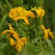 sárga nőszirom vagy mocsári nőszirom (Iris pseudacorus) (2)