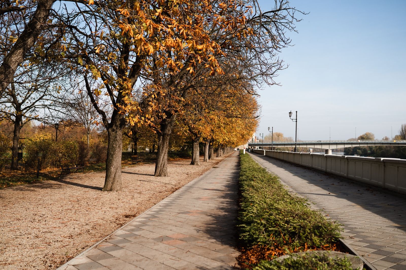 A Dr. Béres József sétány fali gyík-populációja